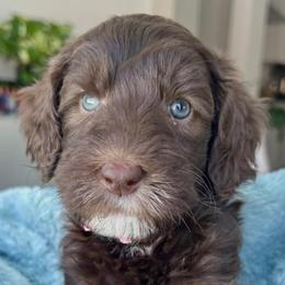 Red collar solid chocolate girl - Chocolate female Goldendoodle puppy in Peoria, Arizona from Az Doodle Mom