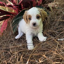 Easter - Parti female Goldendoodle puppy in G AI Nesville, Florida from Valentine Kennels