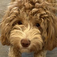Rain - Australian Cobberdog