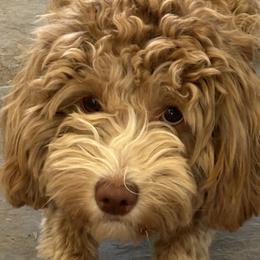 Rain - Australian Cobberdog
