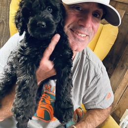 Goldendoodle Puppies from Thompson Creek Doodles