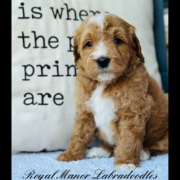 Boy 5 - Apricot male Australian Labradoodle puppy in Florence, New Jersey from Royal Manor Labradoodles