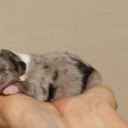 Isle - Blue merle female Australian Shepherd puppy in Weatherford, Texas from Ridgestar Aussies