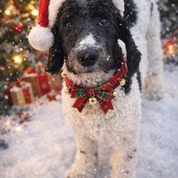 Leaf - Trained Puppy - Black and white male Sheepadoodle puppy in Youngstown, Florida from Wonderland’s Boujie Kennels