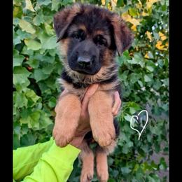 White collar - Black and red female German Shepherd puppy in Stockton, California from Zaragoza German Shepherds
