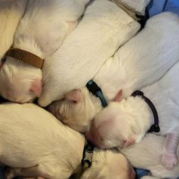 Male 3rd pick of M litter in honor of my Mother - Light golden male Golden Retriever puppy in Fithian, Illinois from LOMAH Retrievers
