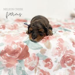 Brie - Phantom female Maltipoo puppy in Huntsville, Texas from Nelson Creek Farms