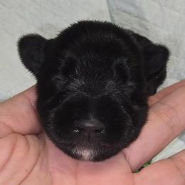 Black Girl 2 Juno - Black female Miniature Schnauzer puppy in Spring Hill, Florida from Suncoast Miniature Schnauzers