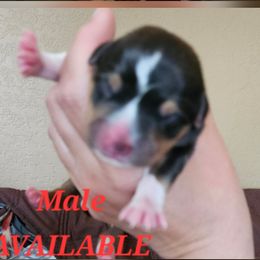 Boy 2 - Black and tan male American Corgi puppy in Neosho, Wisconsin from GC Farms Corgis