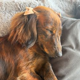 Maples - Dachshund