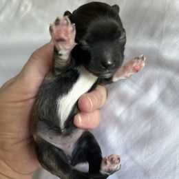 Havanese, Havapoo, and Poodle Puppies from Parlor Pups