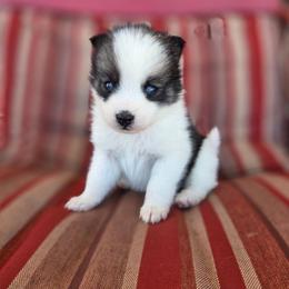 Camden - Wolf sable male Pomsky puppy in Mc Callsburg, Iowa from SZ Rolling Acres LLC