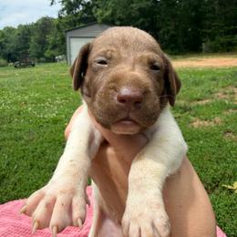 Chai - Liver roan male German Shorthaired Pointer puppy in Axton, Virginia from Red Clay Kennels
