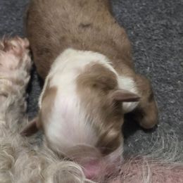 Girl 1 - Red merle female Aussiedoodle puppy in Lebanon, Oregon from Abbott Family Farm