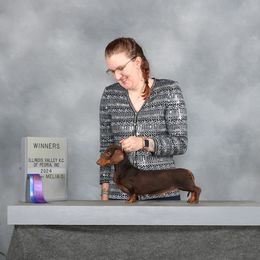 Magic - Dachshund