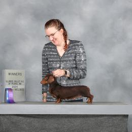 Magic - Dachshund