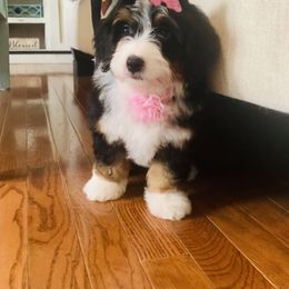 Bernedoodle and Goldendoodle Puppies from Cottrell’s Poodles & Doodles