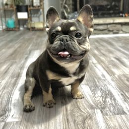 ManMan - French Bulldog
