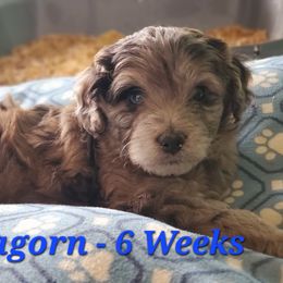 Aussiedoodle and Bernedoodle Puppies from Color Country Doodles