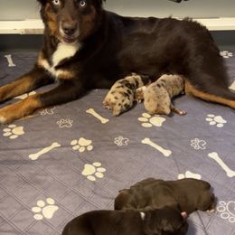 Australian Shepherd Puppies from Central Florida Australian Shepherds