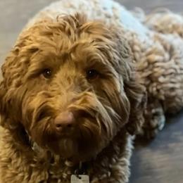 Aussiedoodles, Goldendoodles, and Labradoodles from Shire Sites & Dams