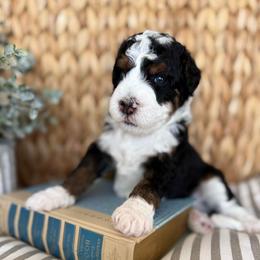 Peter Brady - Tri-color male Bernedoodle puppy in Temecula, California from Brookside Bernedoodles