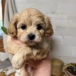 Lucky - Apricot male Cavapoo puppy in Moses Lake, Washington from The Cav Family