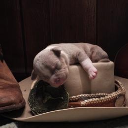 Ariat - Lilac tri-color male American Bully puppy in Orlinda, Tennessee from SimplyBullies