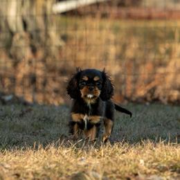 Cavalier King Charles Spaniel puppies from Kelley Cavaliers