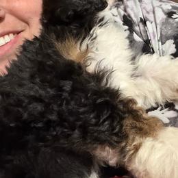 Collin's - Tri-color male Bernedoodle puppy in Warrensburg, Missouri from Dreamer Ridge Puppies