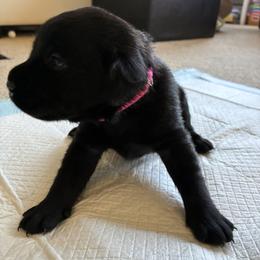 Princess Aurora (Pink) - Black female Labrador Retriever puppy in Tiverton, Rhode Island from Our Little Farm