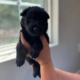 Muffin - Bi-color female German Shepherd puppy in Salem, Virginia from Vom Kylohaus German Shepherds