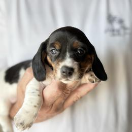 Princess - Piebald female Dachshund puppy in Skiatook, Oklahoma from Willies Weinies