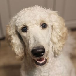 Lulu - Poodle
