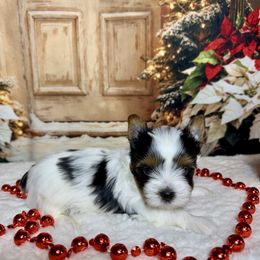 AKC Charlie 3300 - Black tan and white male Biewer Terrier puppy in Nicholls, Georgia from Southeast Biewers