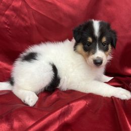 Hope - White female Collie puppy in Groveland, Florida from Palmhaven Collies