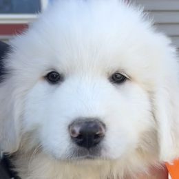 Boy 2 - Mr Orange - Great Pyrenees puppy in Idaho from Portneuf Range Pyrenees