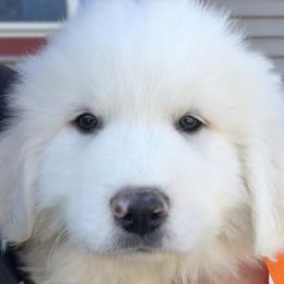 Boy 2 - Mr Orange - Great Pyrenees puppy in Idaho from Portneuf Range Pyrenees