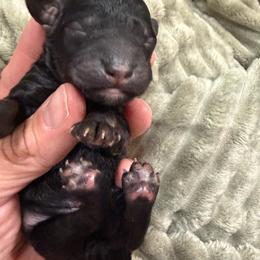 Drake - Silver male Poodle puppy in Azle, Texas from Texas Kissed K9s
