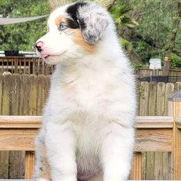 Australian Shepherd Puppies from Solace Australian Shepherds