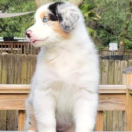 Australian Shepherd Puppies from Solace Australian Shepherds