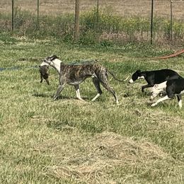 Whippets from Bon’s Kennel