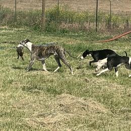 Whippets from Bon’s Kennel