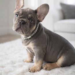 Warren - Tricolors male French Bulldog puppy in Cleveland, Ohio from Ohio’s Finest Frenchies