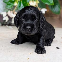 Yellow Collar - Black male Cockapoo puppy in Newmanstown, Pennsylvania from Greta's Cockapoos