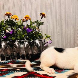 Jo - Border Collie puppy from Breezy Acres Stock & Sporting Dogs