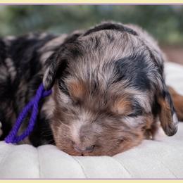 Gnocci - Blue merle female Bernedoodle puppy in Connersville, Indiana from Deaz Doodle Ranch