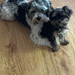 Morkie and Yorkshire Terrier Puppies from Linda Sherman