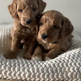 Bernedoodle, Goldendoodle, and Poodle Puppies from Central Valley Canine Companions