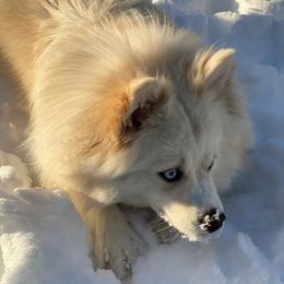 Pomeranian and Pomsky All Grown Up from Alpha Poms & Pomskies